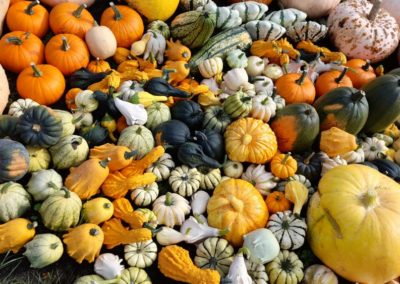 best place to pick your pumpkins near farnham