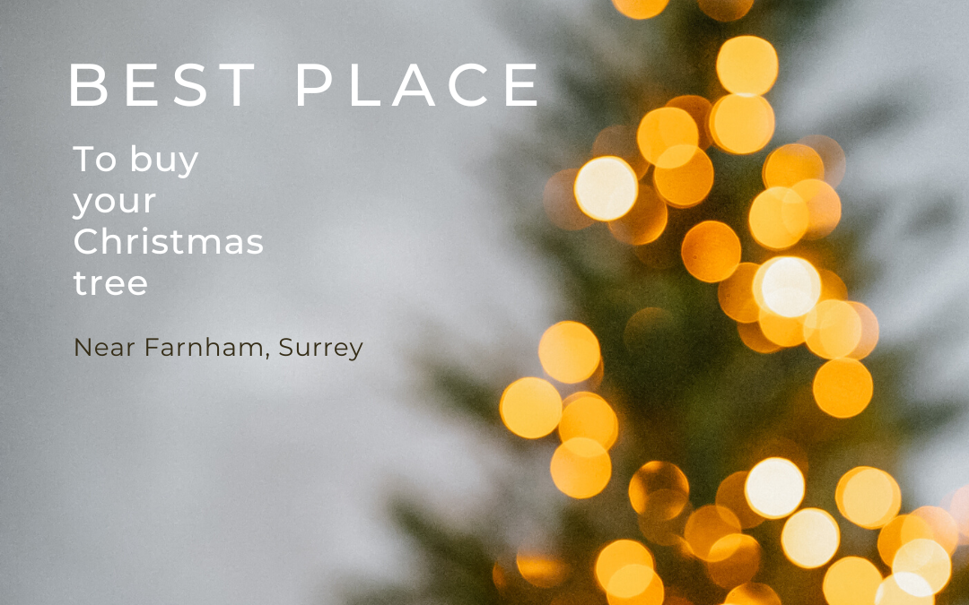 Top Places To Buy A Real Christmas Tree In Farnham Surrey